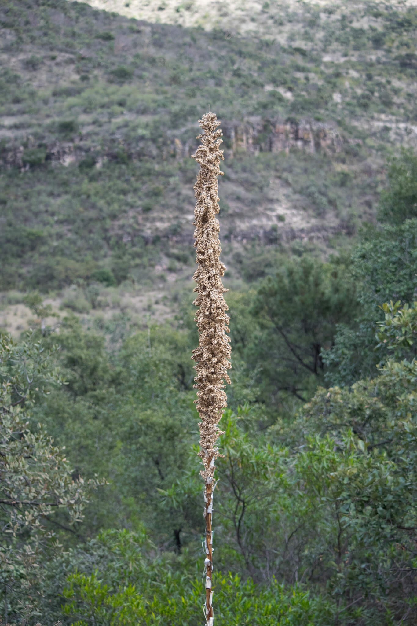 Dasylirion acrotrichum